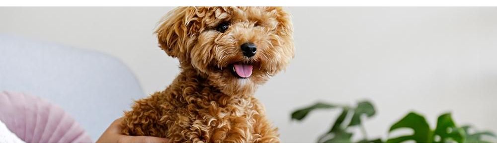 An update about feeding small dogs