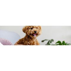 Ein Update zur Fütterung der kleinen Hunde