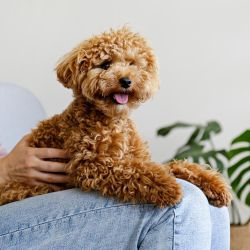 An update about feeding small dogs