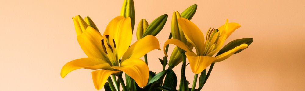 Do you know which plants are toxic to cats?