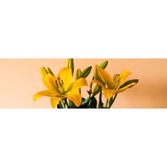 Do you know which plants are toxic to cats?