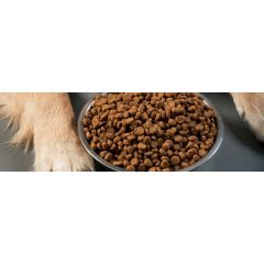 Food intolerance in dogs