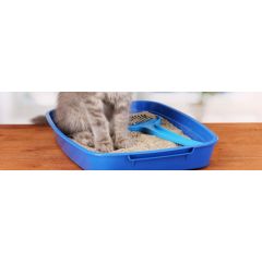 My cat has started peeing inside – now what?
