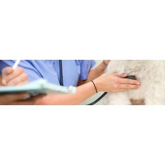 دور البروبيوتيك في الطب البيطري - الاستخدام الوقائي والمتزامن مع المرض