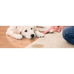 Why is my dog suddenly peeing inside?