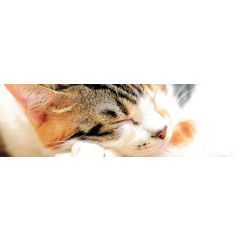 Können Proteinquellen in Katzenfutter nachhaltig sein?