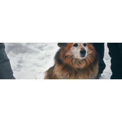 Obesity and behavior - among dogs and dog owners