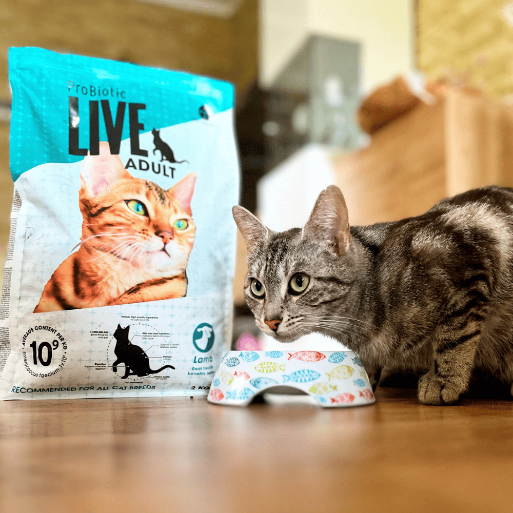 LIVE Katze Trockenfutter
