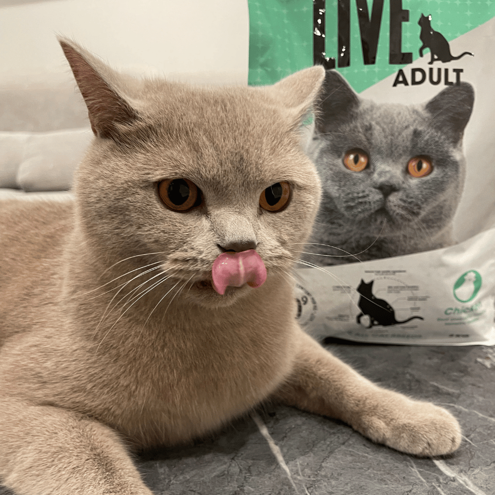 LIVE Katze Trockenfutter 2
