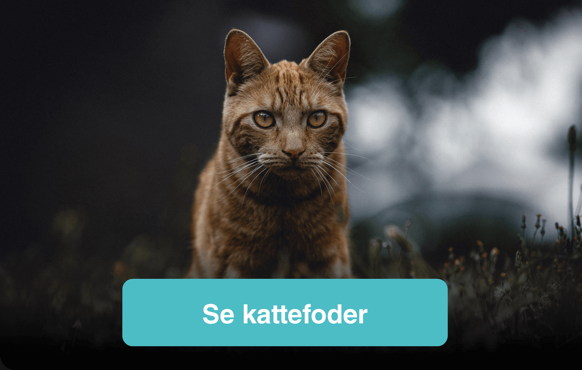 Se kattefoder