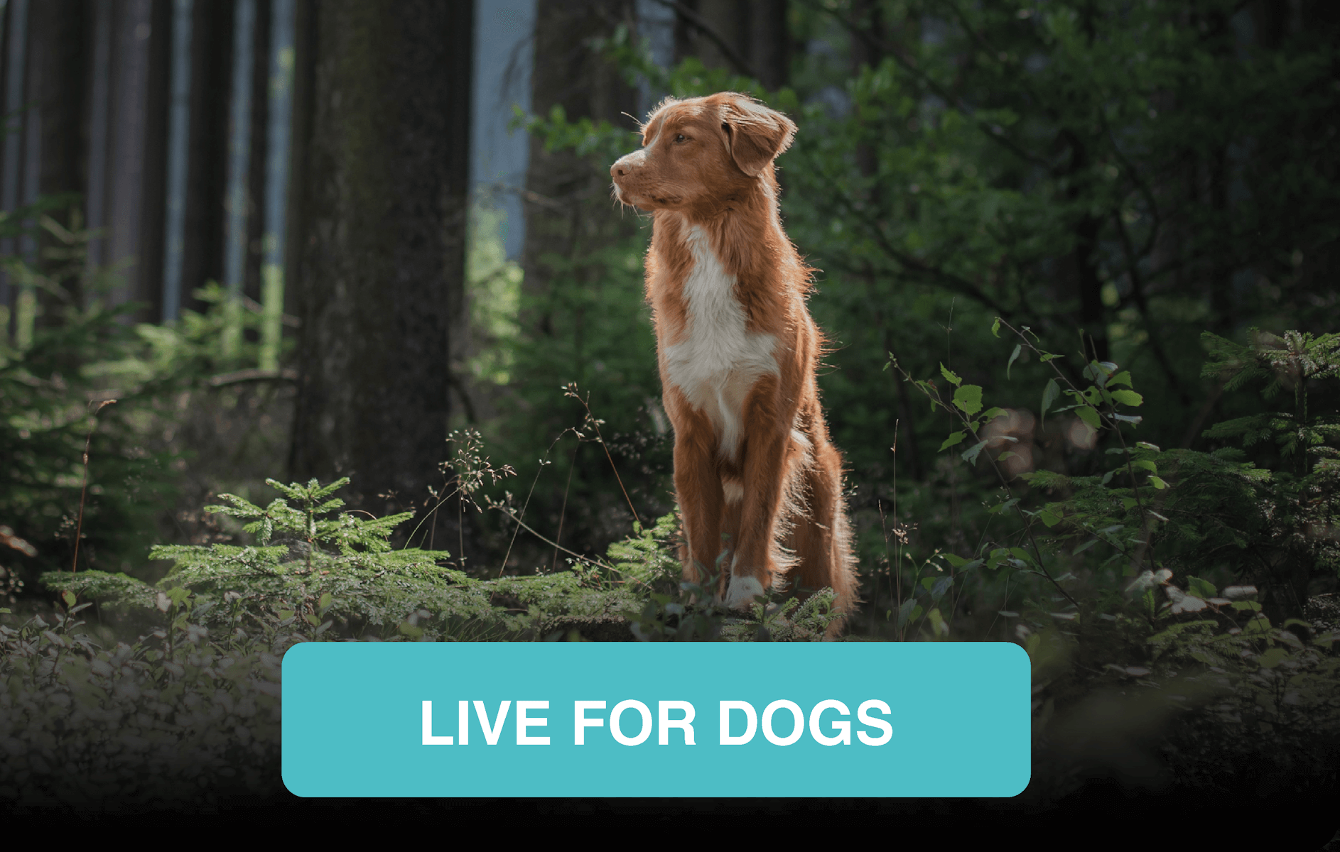 ProBiotic LIVE for dogs