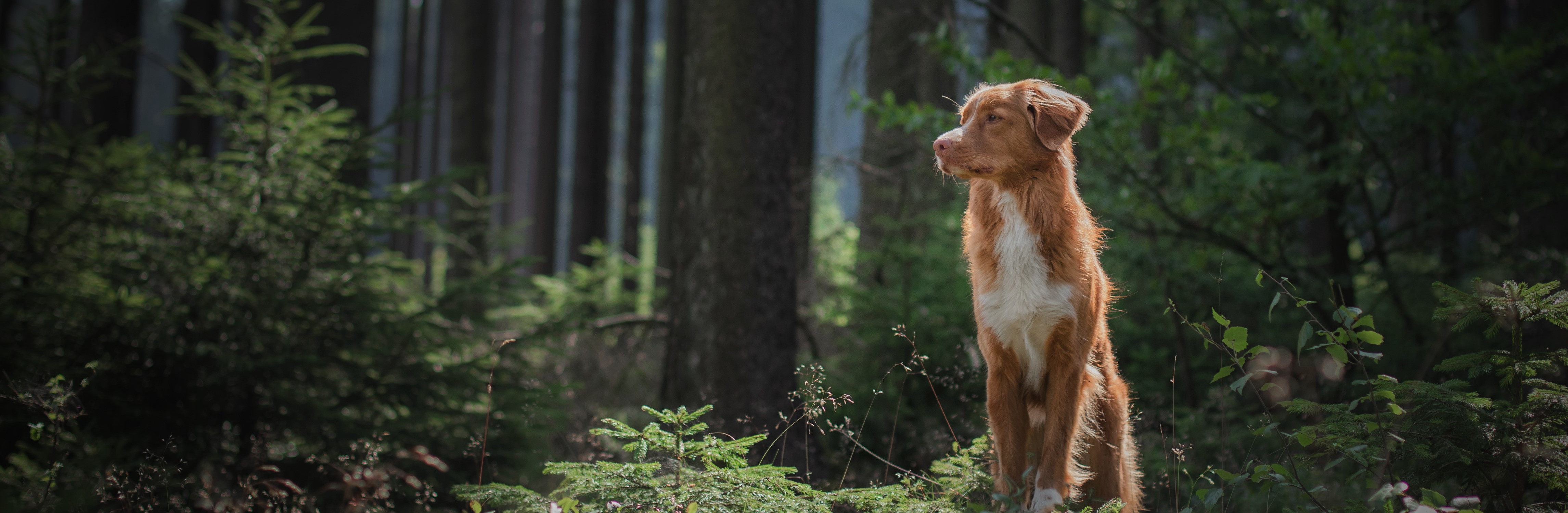 Nova Scotia Duck Tolling Retriever in the forest. Hike with a do